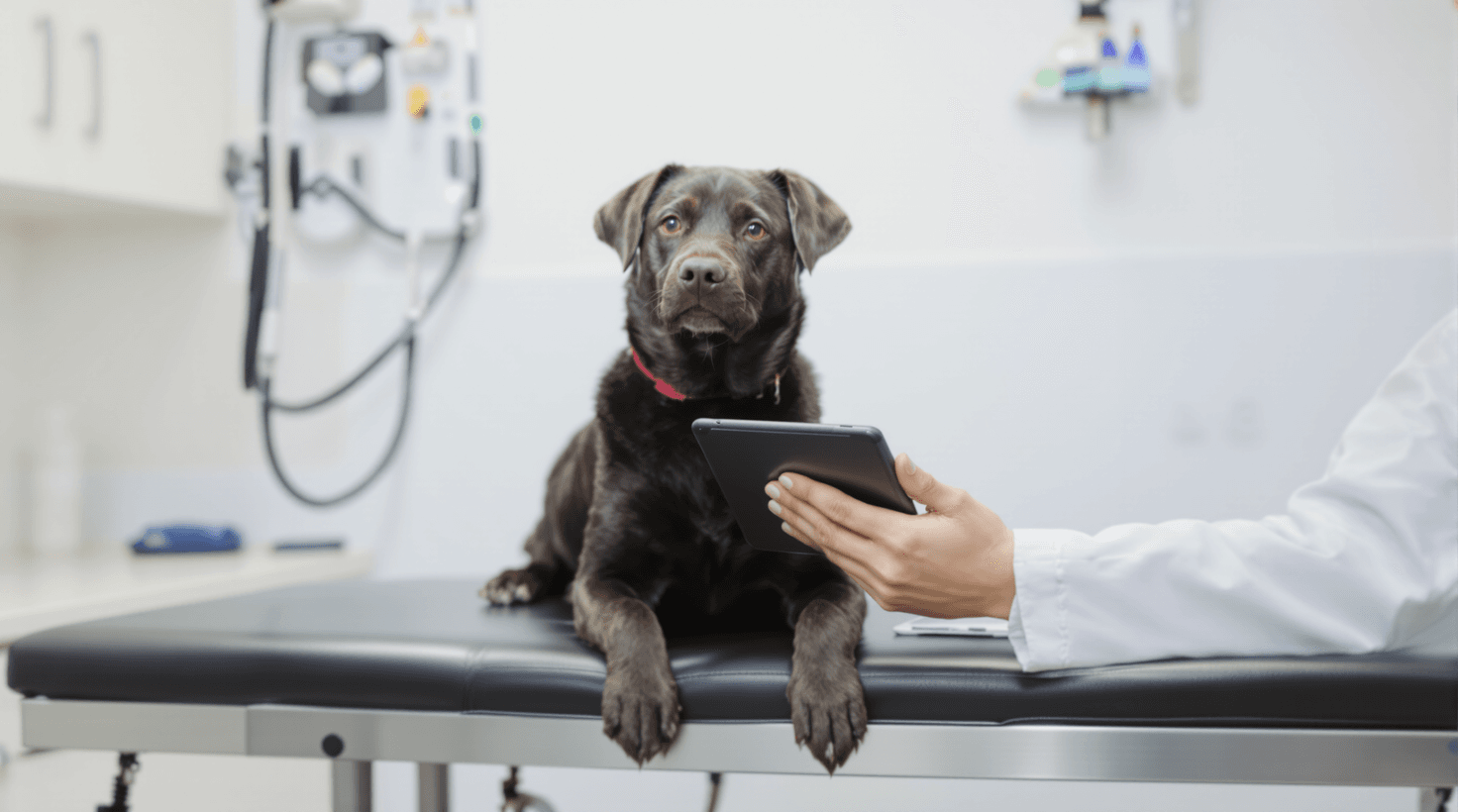 AI tools for Veterinary Clinic — AI tools for veterinary clinics